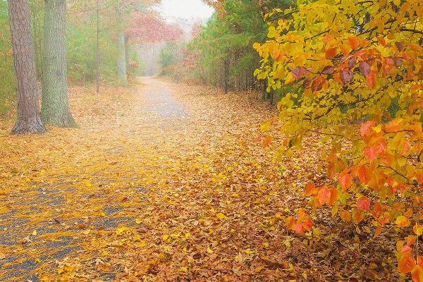 Jaynes Gallery 아티스트의 USA-New Jersey-Cape May Leaf-covered road through autumn forest작품입니다.